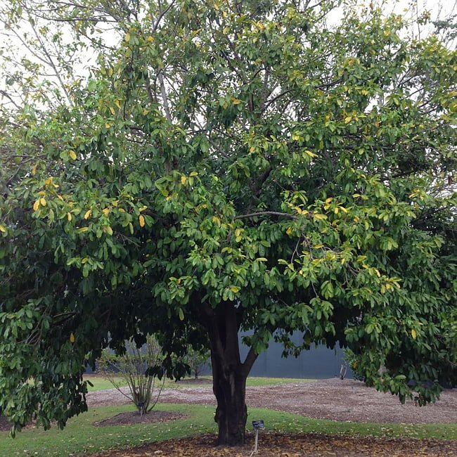 Soursop Kyogle - Ladybird Nursery