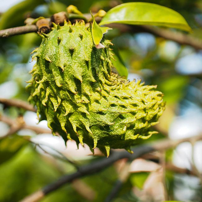 Soursop Kyogle