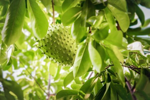 Soursop Diny - Ladybird Nursery