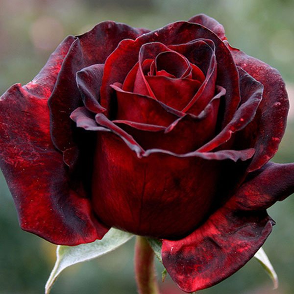Rose Black Beauty 3 ft Standards (Rosa) - Ladybird Nursery