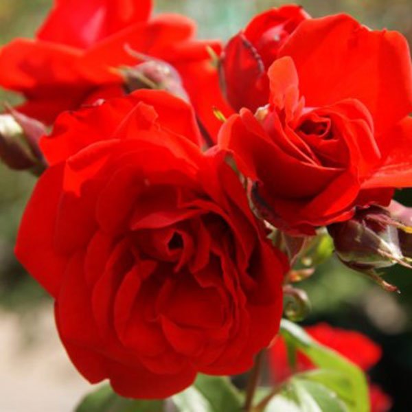 Rose Satchmo (Rosa) - Ladybird Nursery