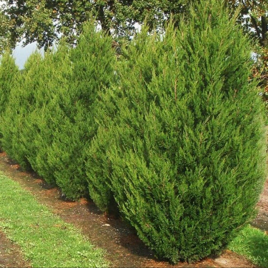 Spartan Conifer (Juniperus chinensis ‘Spartan’) - Large - Ladybird Nursery