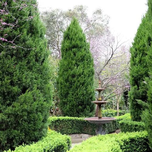 Spartan Conifer (Juniperus chinensis ‘Spartan’) - Large - Ladybird Nursery