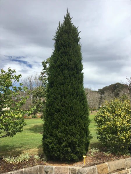 Spartan Conifer (Juniperus chinensis ‘Spartan’) - Large - Ladybird Nursery