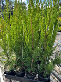 Spartan Conifer (Juniperus chinensis ‘Spartan’) - Ladybird Nursery