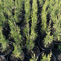 Spartan Conifer (Juniperus chinensis ‘Spartan’) - Ladybird Nursery