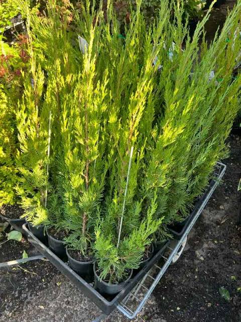 Spartan Conifer (Juniperus chinensis ‘Spartan’) - Ladybird Nursery