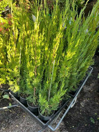 Spartan Conifer (Juniperus chinensis ‘Spartan’) - Ladybird Nursery