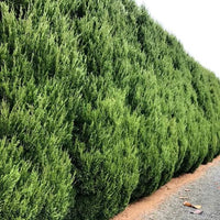 Spartan Conifer (Juniperus chinensis ‘Spartan’) - Large - Ladybird Nursery
