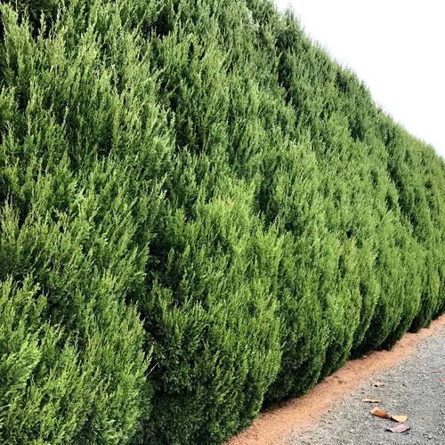 Spartan Conifer (Juniperus chinensis ‘Spartan’) - Large - Ladybird Nursery