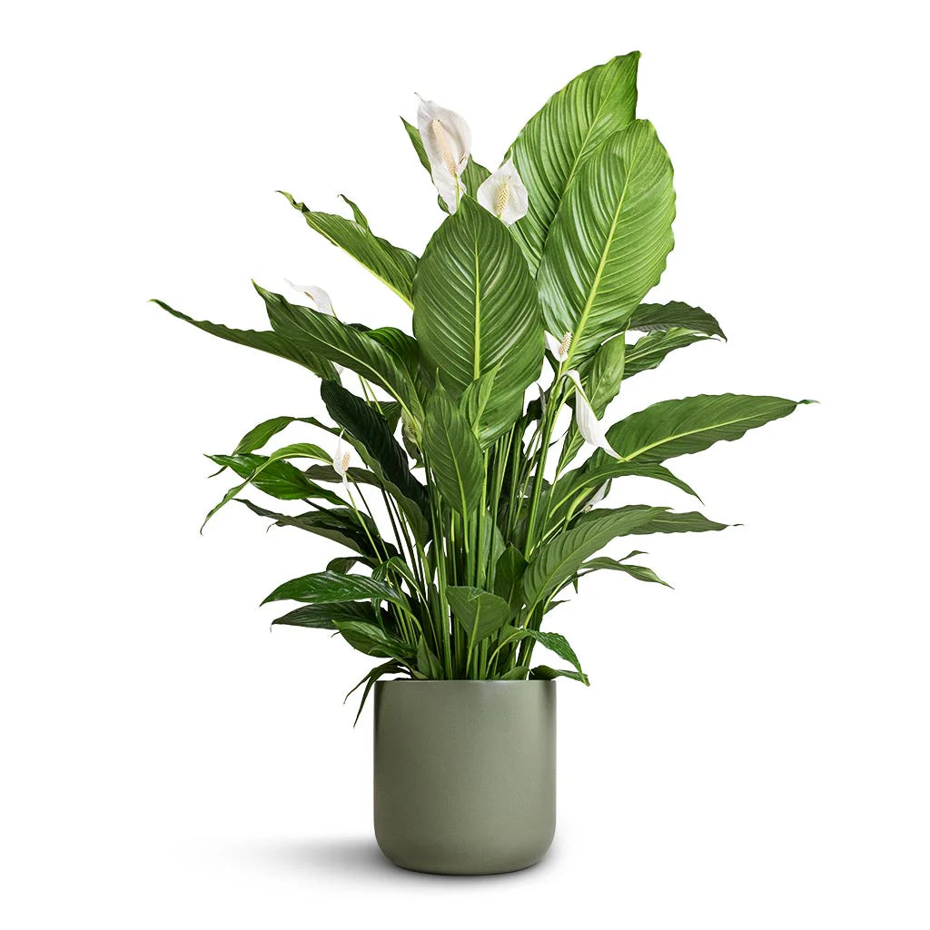 Peace Lily Sweet Sebastiano Tissue culture (Spathiphyllum)