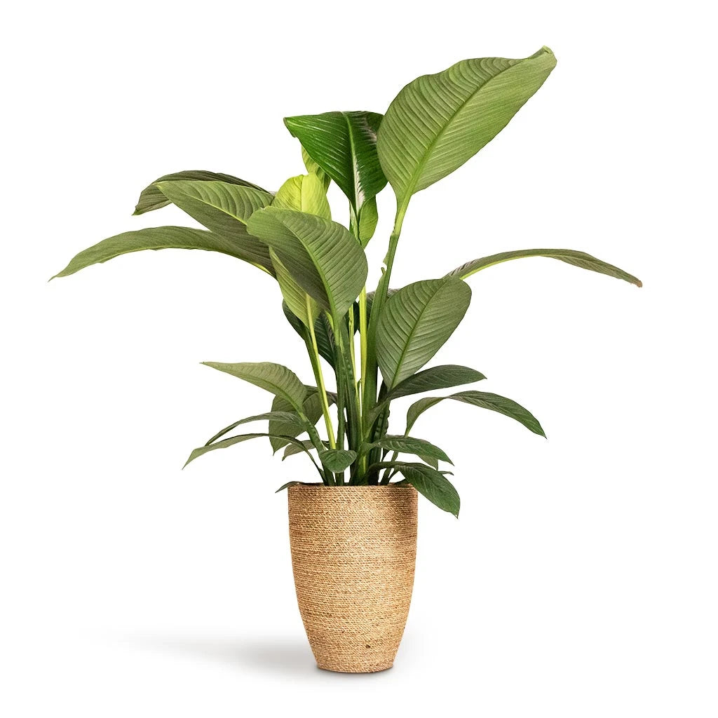 Peace Lily Sensation Junior (Spathiphyllum)