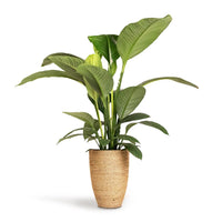 Peace Lily Sensation Junior (Spathiphyllum)