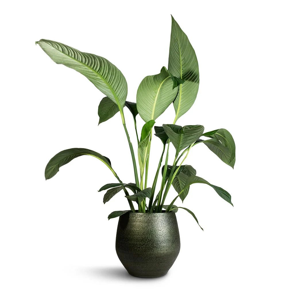Peace Lily Sensation Junior (Spathiphyllum) - Ladybird Nursery