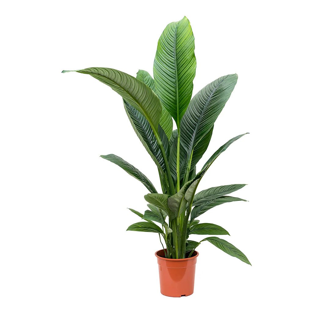 Peace Lily Sensation Junior (Spathiphyllum) - Ladybird Nursery