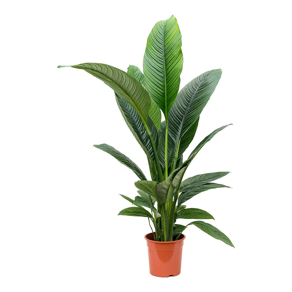 Peace Lily Sensation Junior (Spathiphyllum)