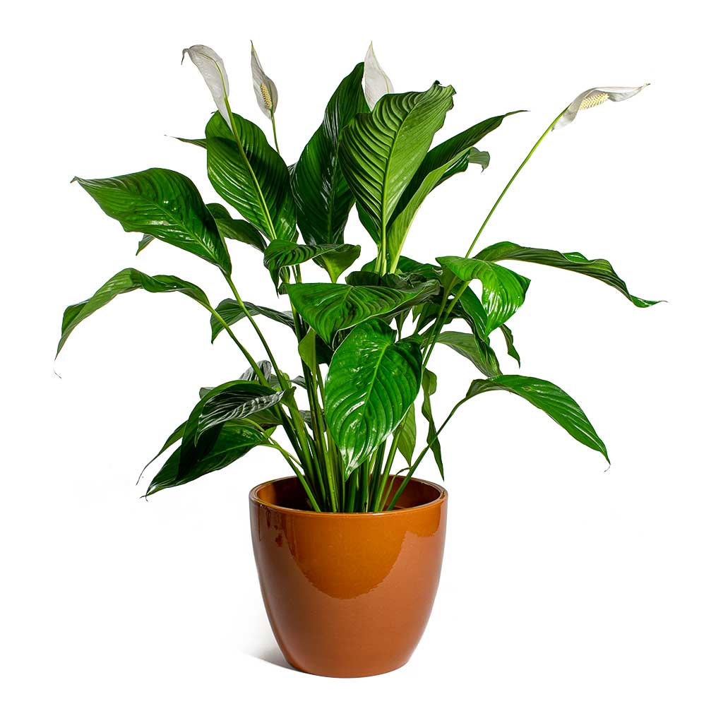 Peace Lily Sweet Loretta (Spathiphyllum) - Ladybird Nursery