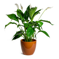 Peace Lily Sweet Loretta (Spathiphyllum)