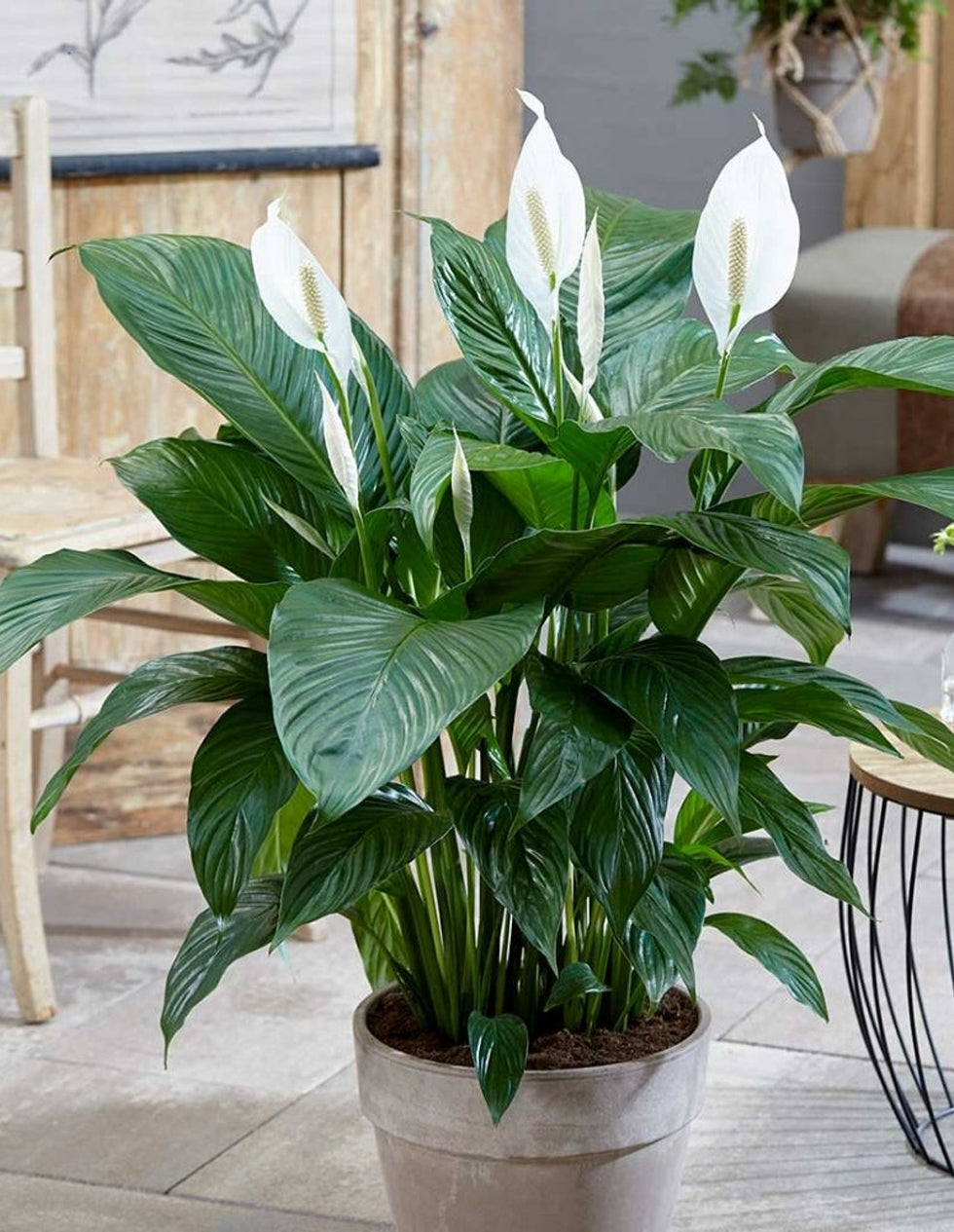 Peace Lily Sweet Loretta (Spathiphyllum)