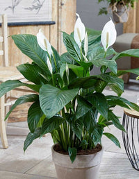 Peace Lily Sweet Loretta (Spathiphyllum) - Ladybird Nursery