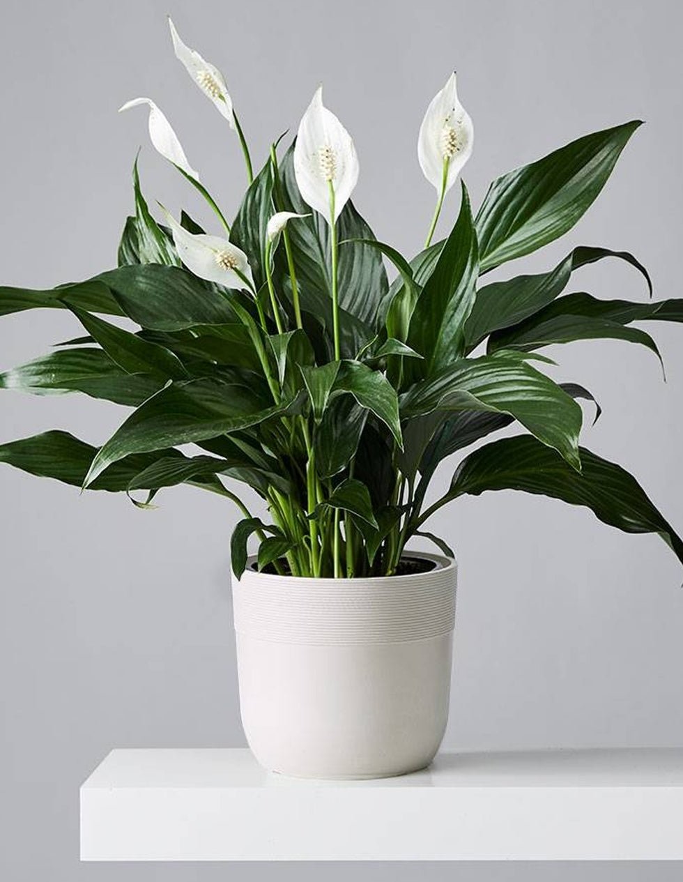 Peace Lily Sweet Loretta (Spathiphyllum) - Ladybird Nursery