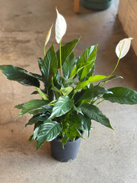 Peace Lily '7th Heaven' (Spathiphyllum) - Advanced (PICKUP ONLY) - Ladybird Nursery