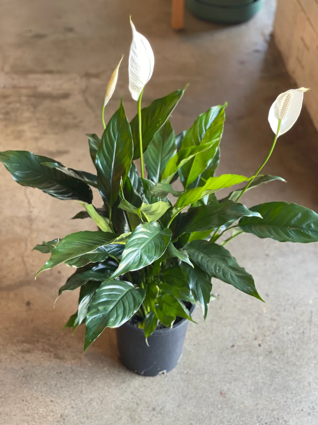Peace Lily '7th Heaven' (Spathiphyllum) - Advanced (PICKUP ONLY) - Ladybird Nursery