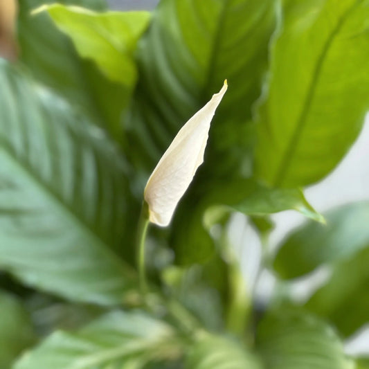 Peace Lily '7th Heaven' (Spathiphyllum) - Advanced (PICKUP ONLY) - Ladybird Nursery