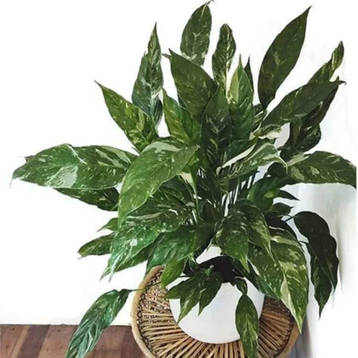 Variegated Peace Lily 'Wallisii' (Spathiphyllum wallisii variegata) - Ladybird Nursery
