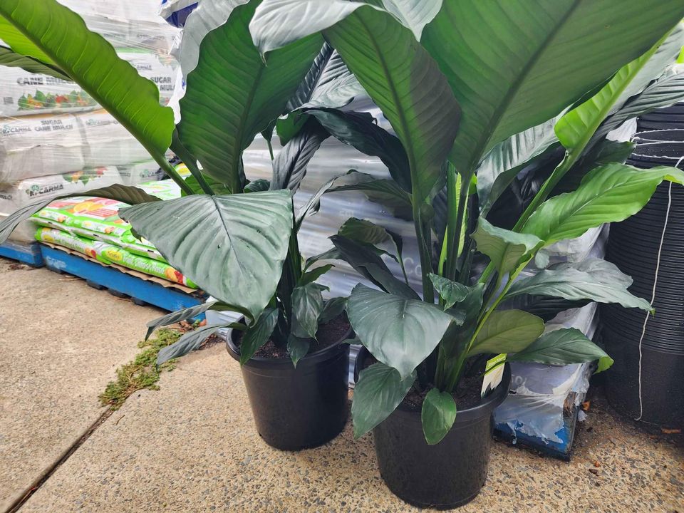 Spathyphyllum Blue Moon - 300mm Pot