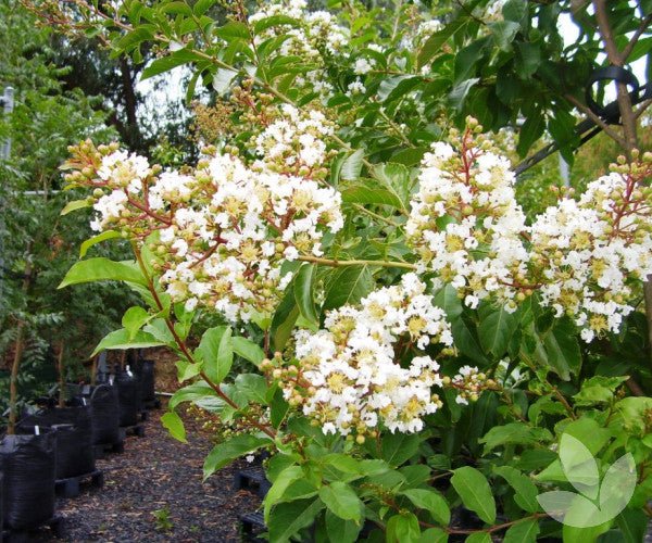 Crepe Myrtle Bush Form x fauriei Natchez White (Lagerstroemia indica) - Ladybird Nursery