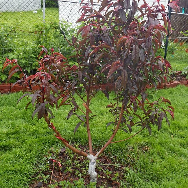 Spicezee Nectarine x Plum - Ladybird Nursery