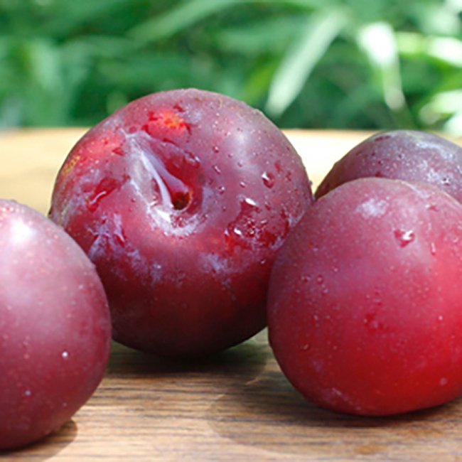 Spicezee Nectarine x Plum - Ladybird Nursery