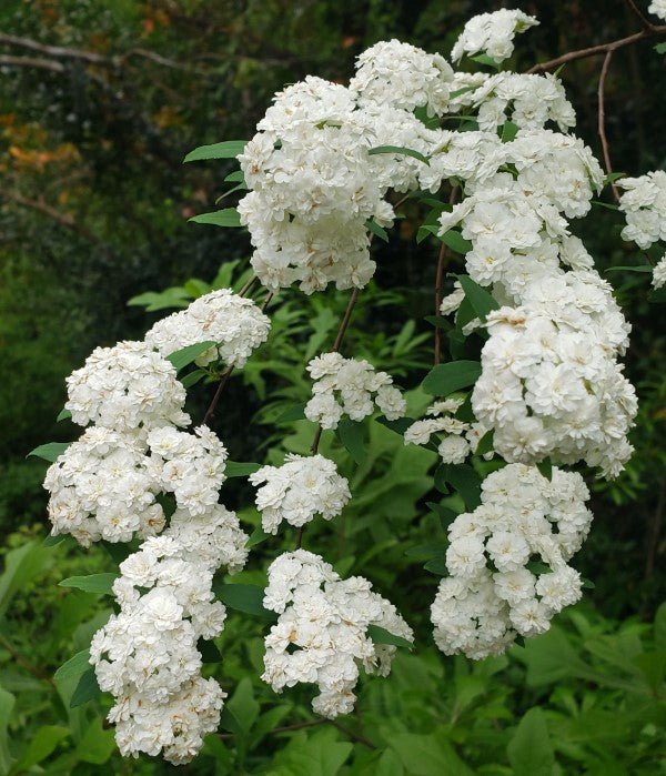 Spirea Double White May (Spiraea) - Ladybird Nursery