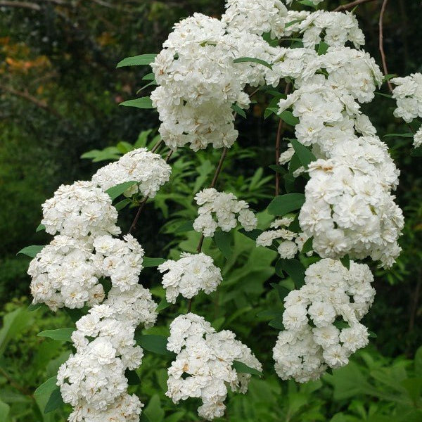 Spirea Double White May (Spiraea) - Medium - Ladybird Nursery