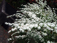 Spirea Double White May (Spiraea)