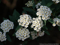 Reeves Spirea (Spiraea cantoniensis)