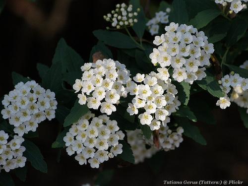 Reeves Spirea (Spiraea cantoniensis) - Ladybird Nursery