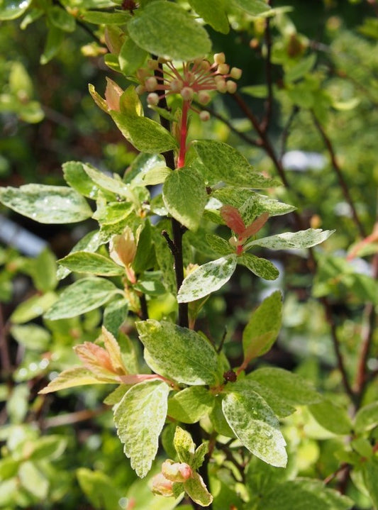 Spirea vanhouttei Pink Ice (Spiraea x)