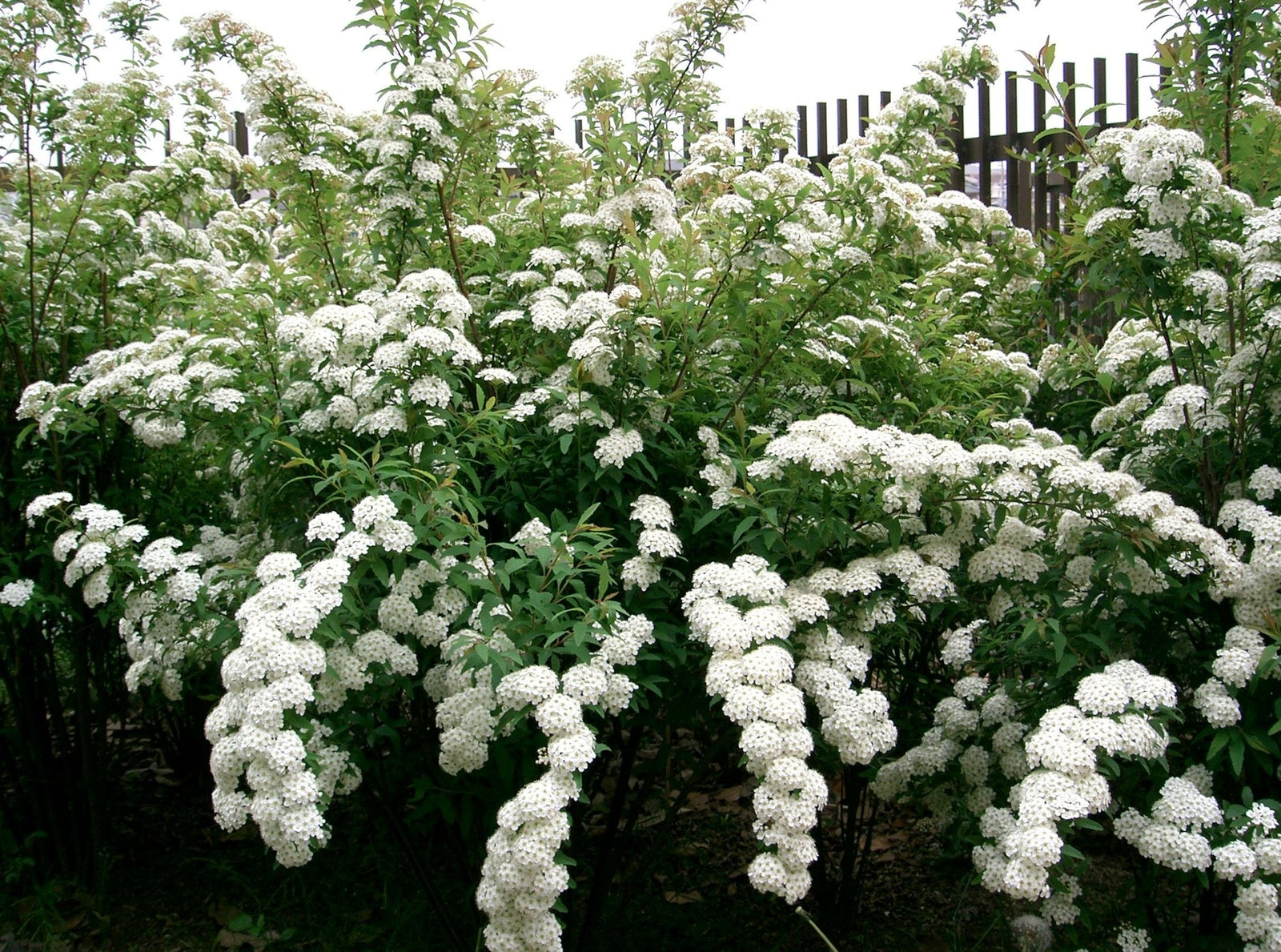 Spirea Single White May (Spiraea) - Ladybird Nursery