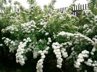 Spirea Single White May (Spiraea) - Ladybird Nursery