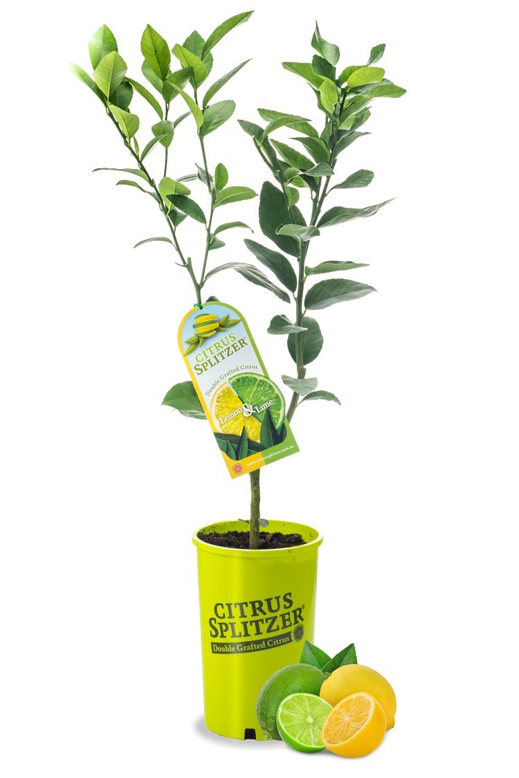 Lemon & Lime Tree (QLD Only) - Ladybird Nursery