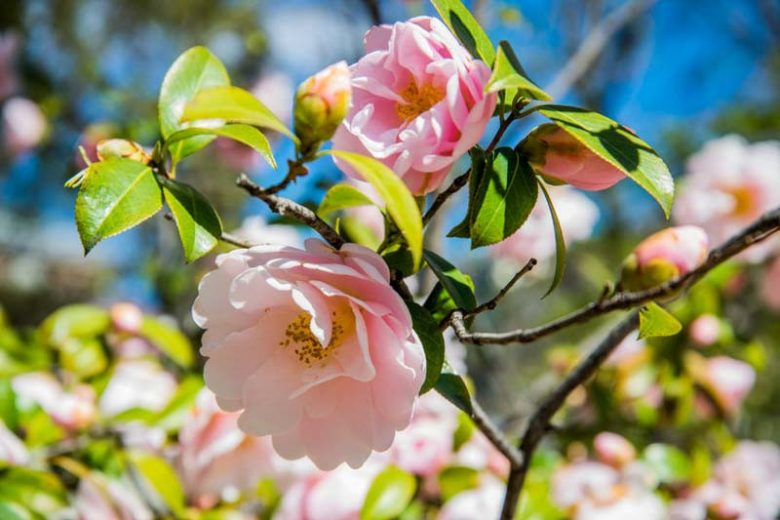 Scented Camellia (Camellia Scentuous)