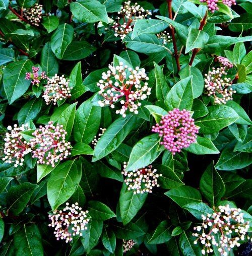Sweet Viburnum Emerald Lustre (Viburnum odoratissimum) - Ladybird Nursery