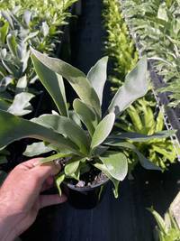 Staghorn (Platycerium superbum)