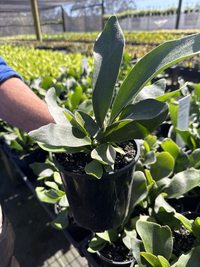 Staghorn (Platycerium superbum)