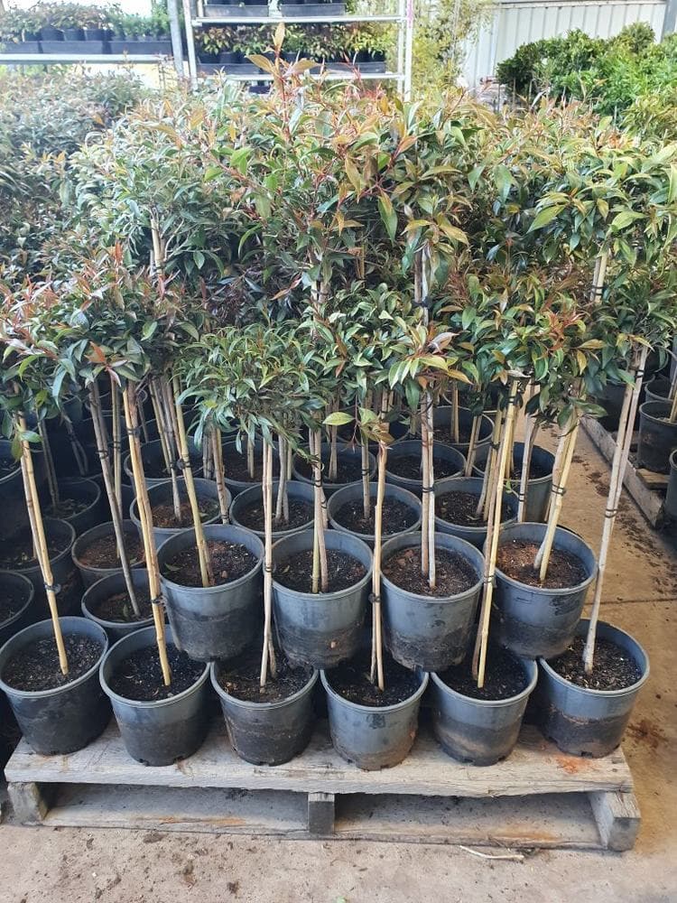Lilly Pilly Standards (Syzygium australe) - Ladybird Nursery