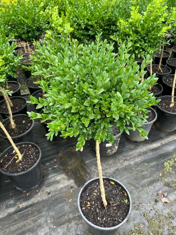Common Box English Topiary Standards (Buxus sempervirens) - Ladybird Nursery