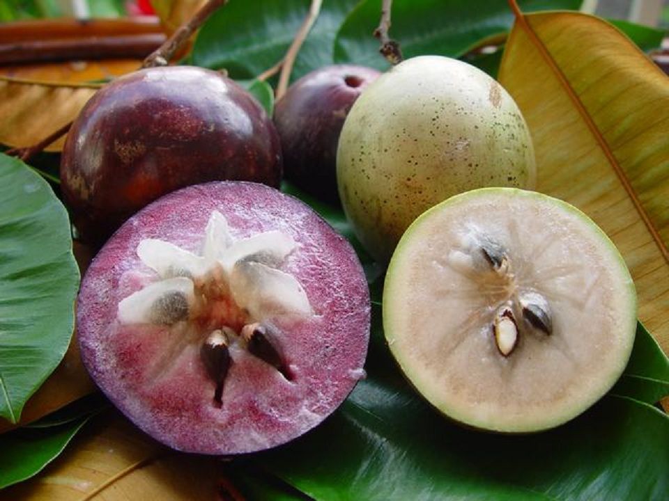 Haitian Star Apple