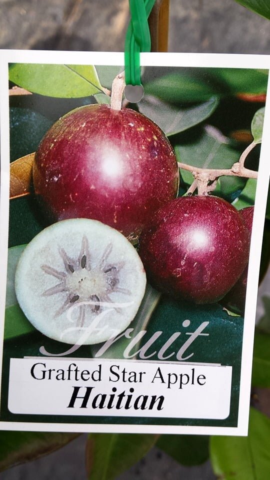 Haitian Star Apple Fruit Tree – Buy Now! – Ladybird Nursery